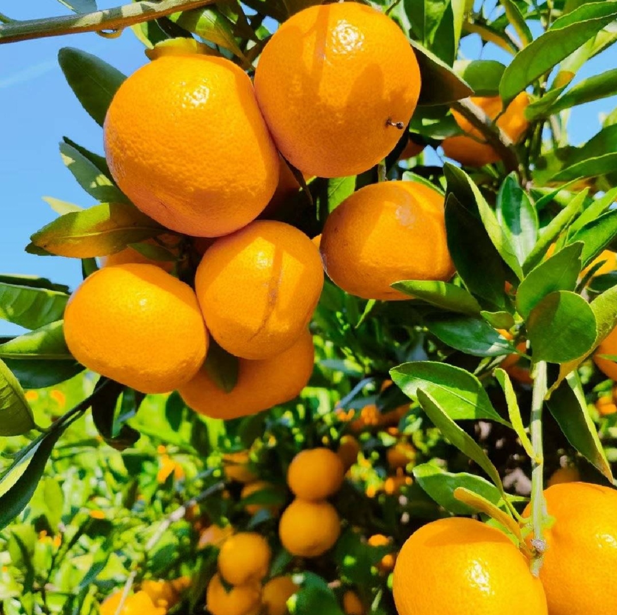 涌泉蜜桔果肉特写