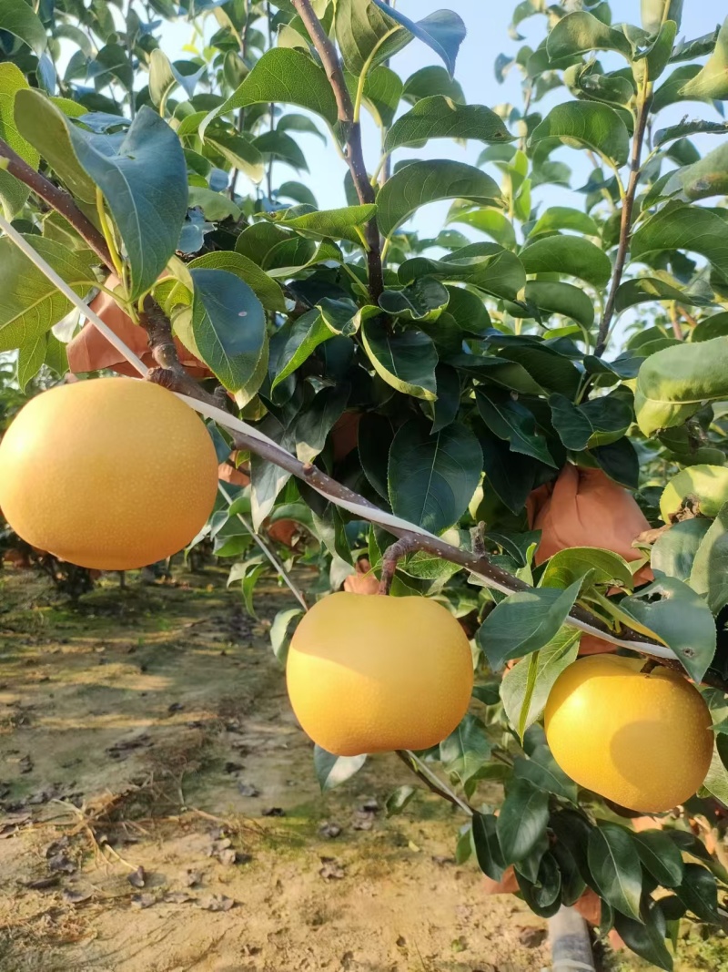 青岛精品秋月梨，现货大量上市，口感外形好，欢迎我致电。