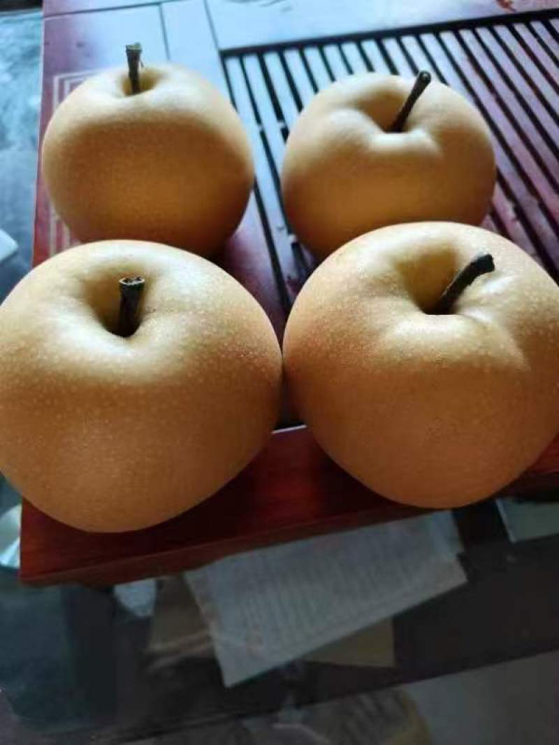 青岛精品秋月梨，现货大量上市，口感外形好，欢迎我致电。