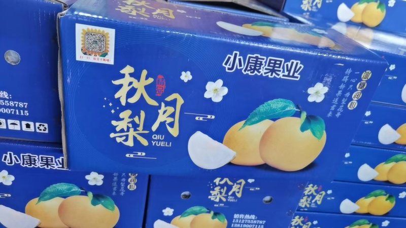 青岛精品秋月梨，现货大量上市，口感外形好，欢迎我致电。