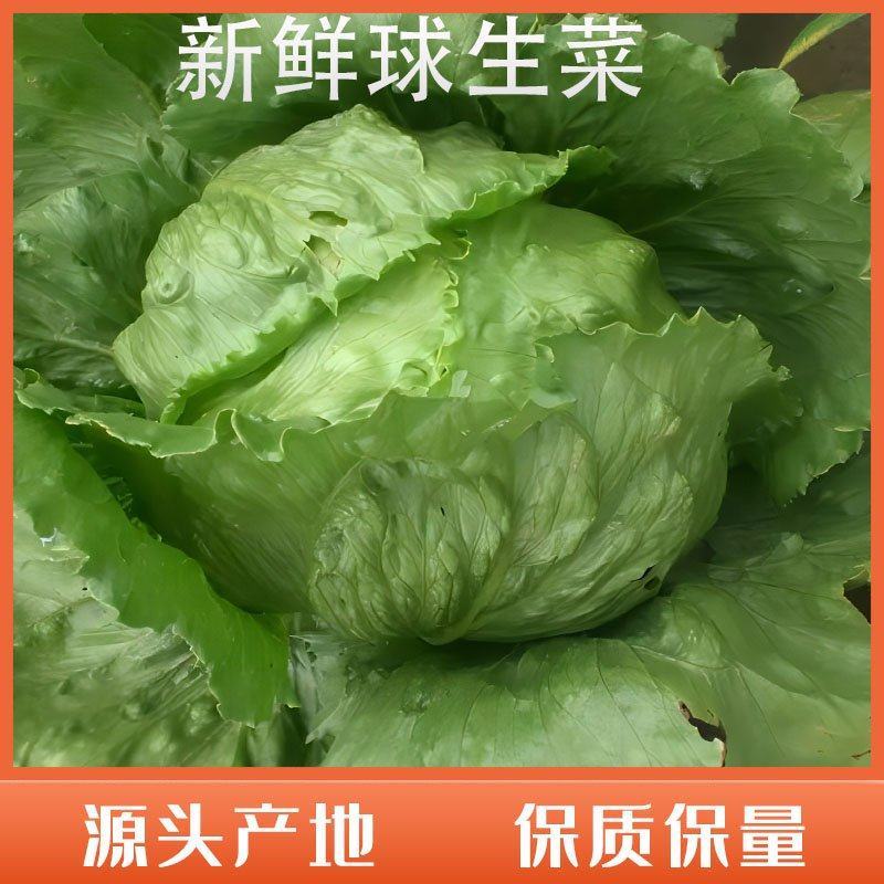 生菜结球生菜球圆生菜汉堡**生菜支持代发量大优惠