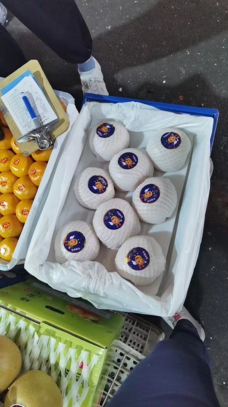 青岛精品秋月梨，现货大量上市，口感外形好，欢迎我致电。