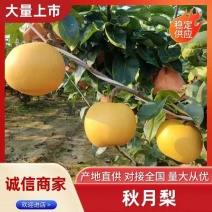 青岛精品秋月梨，现货大量上市，口感外形好，欢迎我致电。