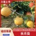 青岛精品秋月梨，现货大量上市，口感外形好，欢迎我致电。