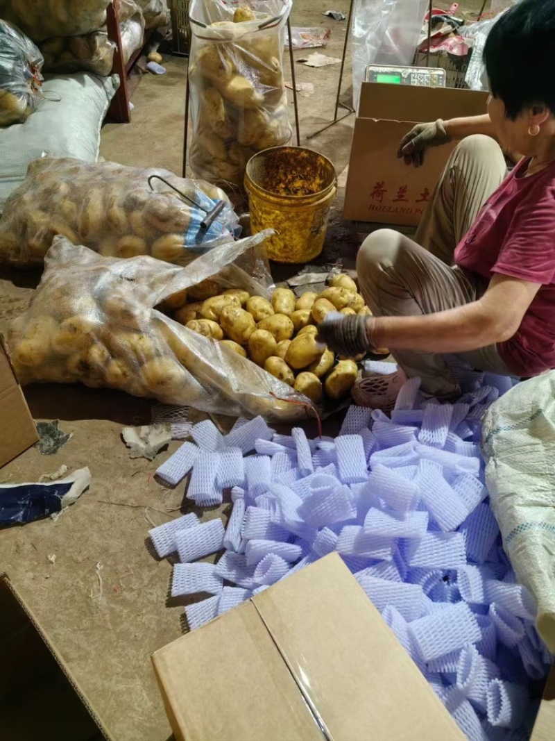 土豆（祥佳蔬菜优质货源，产地直发）