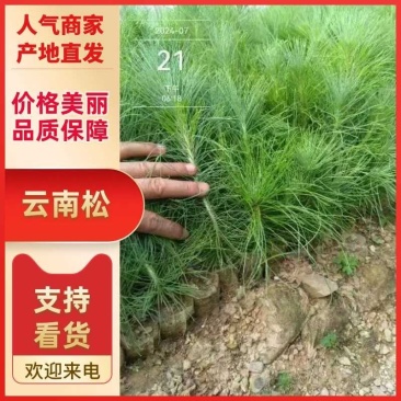 优质云南松、云南松苗、基地直发，质量保证，量大从优
