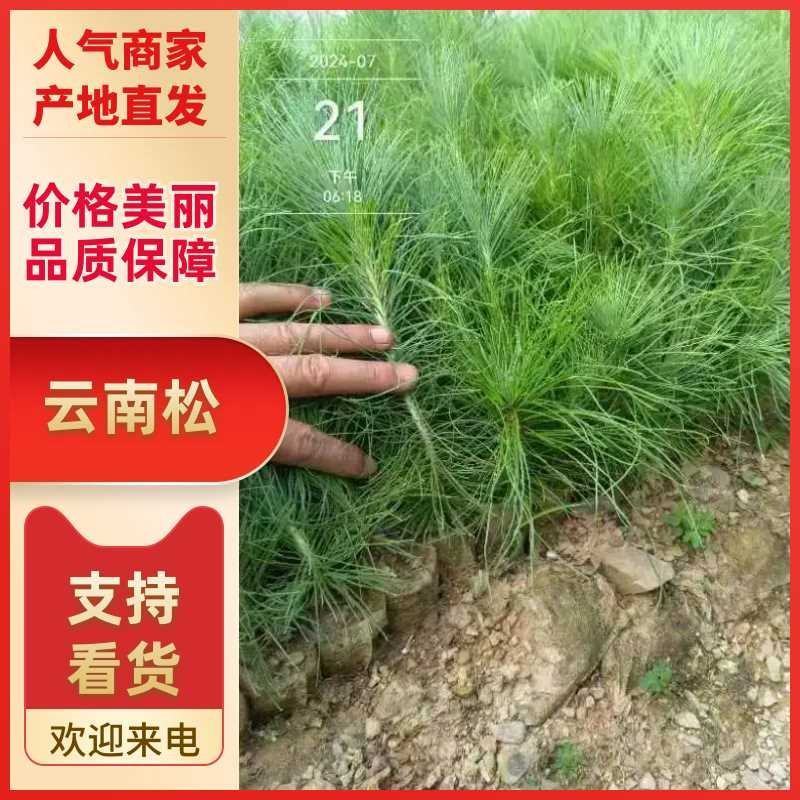 优质云南松、云南松苗、基地直发，质量保证，量大从优