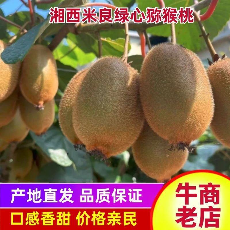 湘西米良绿心猕猴桃大量供应、现摘现发、可对接任何渠道