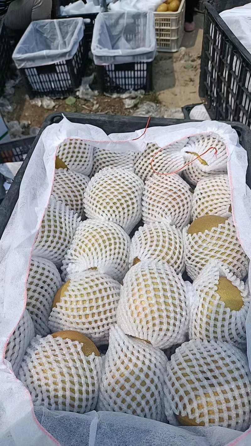 江苏晚秋黄梨，东海县晚秋黄梨，黄花梨，秋月梨，大量上市