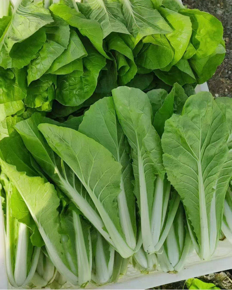 小白菜山西白菜大量供应对接全国市场电商商超