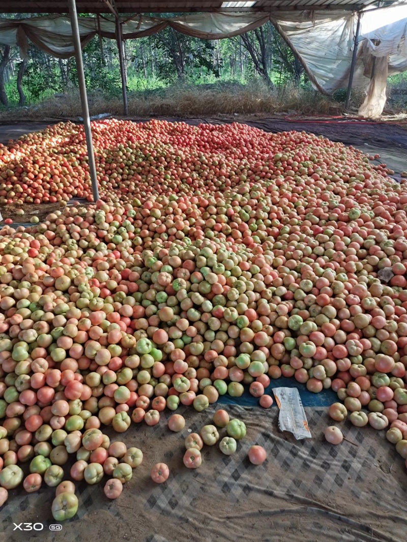 冷棚串红柿子冷棚硬粉西红柿，硬粉番茄，全国发货，欢迎来电