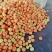冷棚串红柿子冷棚硬粉西红柿，硬粉番茄，全国发货，欢迎来电