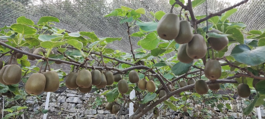 猕猴桃电商直播间场景