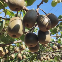 【推荐】湘西米良绿心猕猴桃大量上市产地直发欢迎来电
