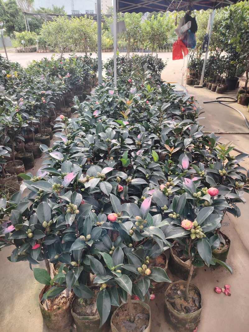 精品四季茶花