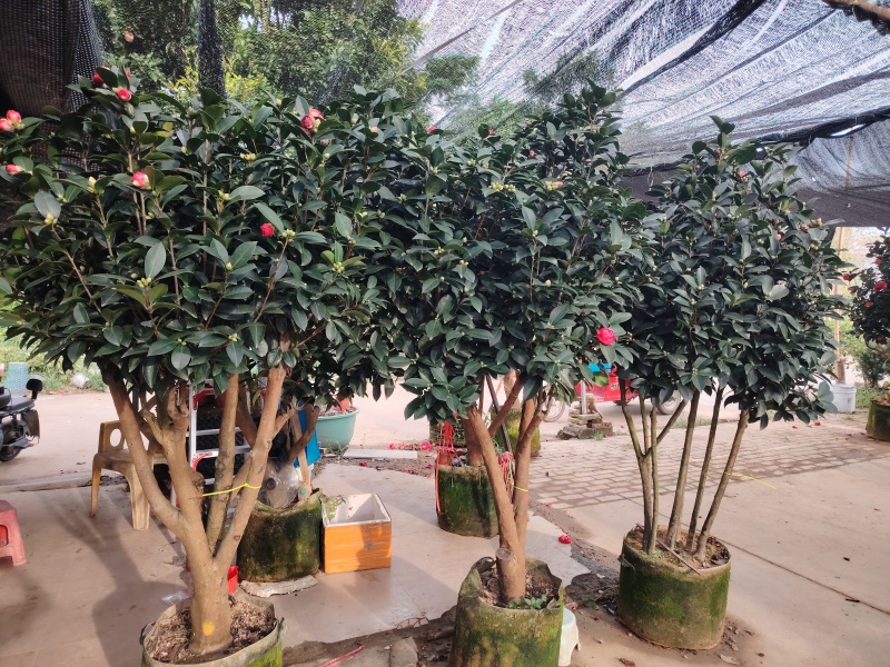 精品四季茶花
