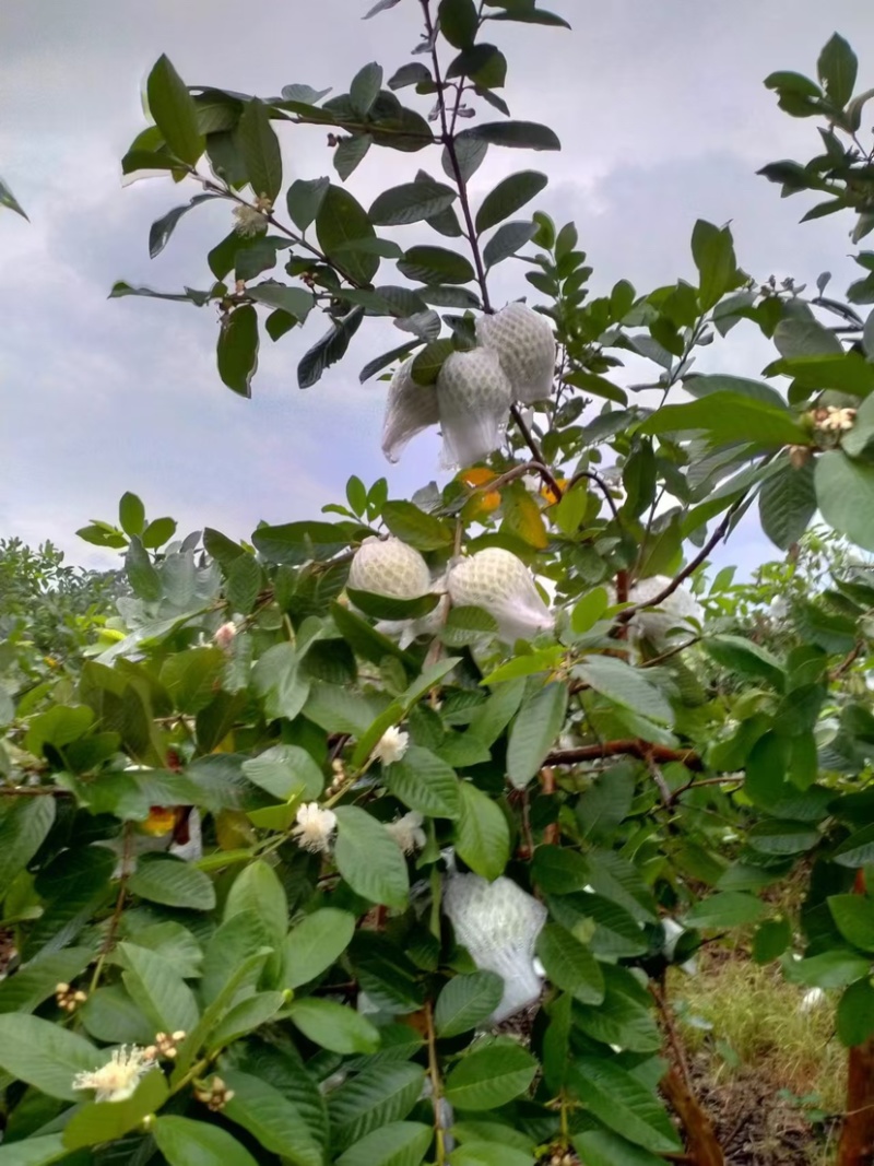 广东大量白心番石榴芭乐番石榴现货供应产地一手货源