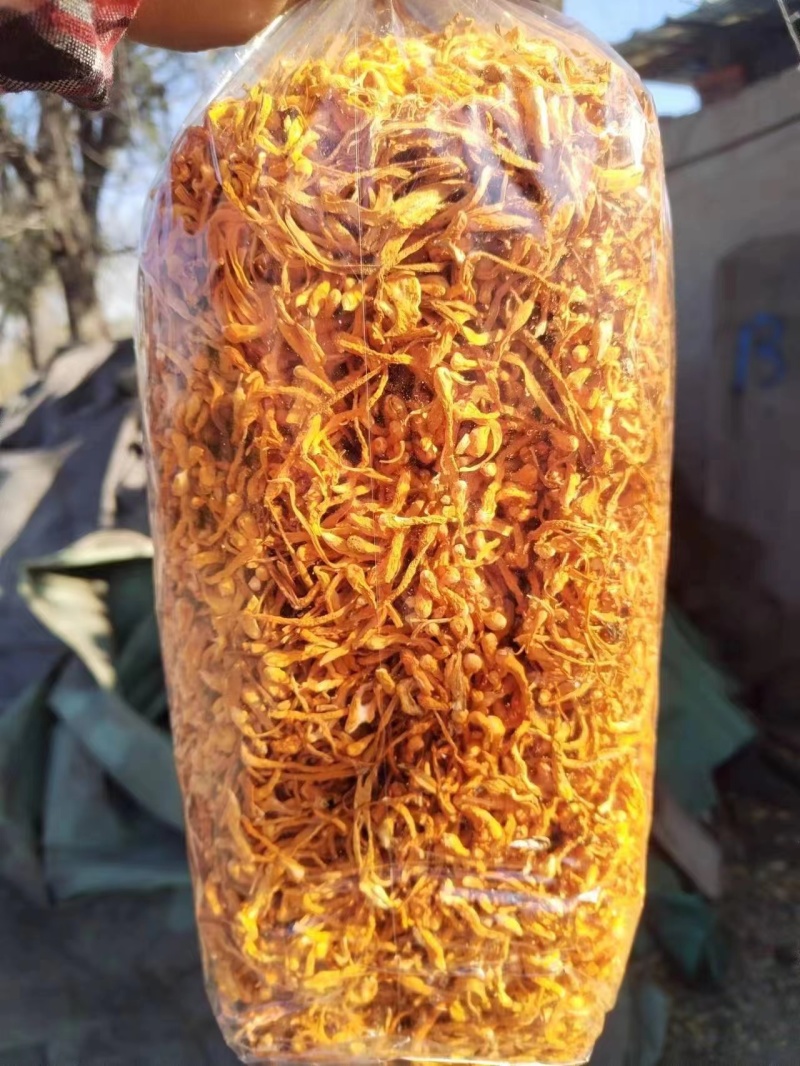 【包邮】精选辽宁虫草花干自产自销没有中间差价全国发货
