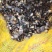 【推荐】胭脂鱼苗美人鱼渔场直销无中间商赚差价