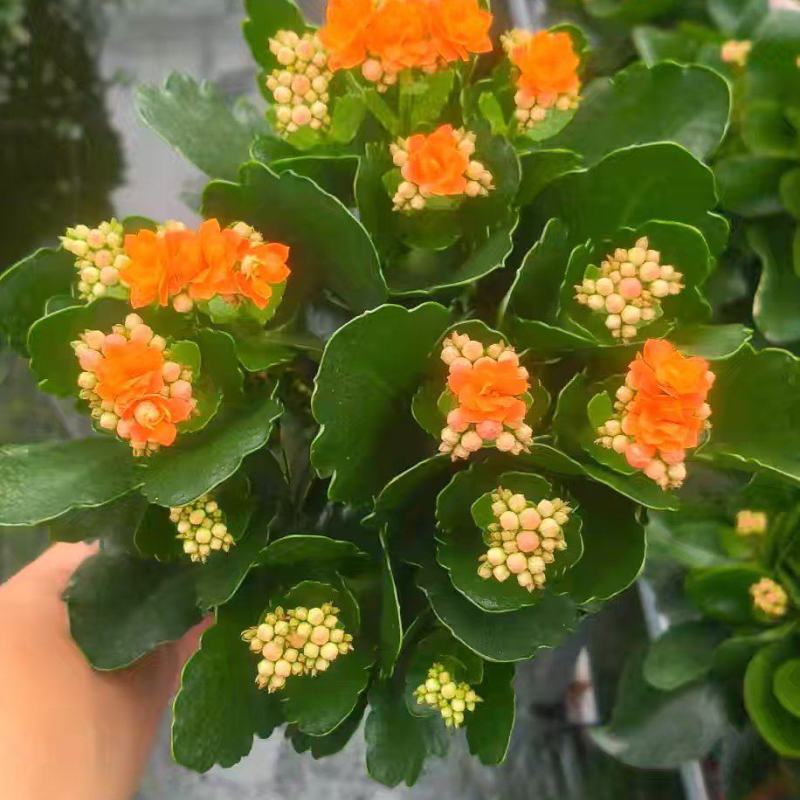 长寿花