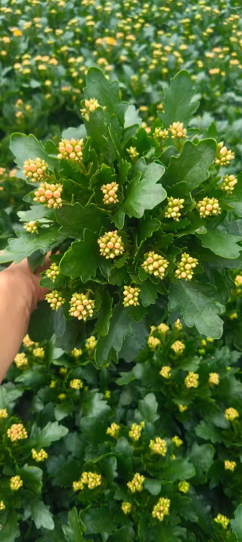 长寿花