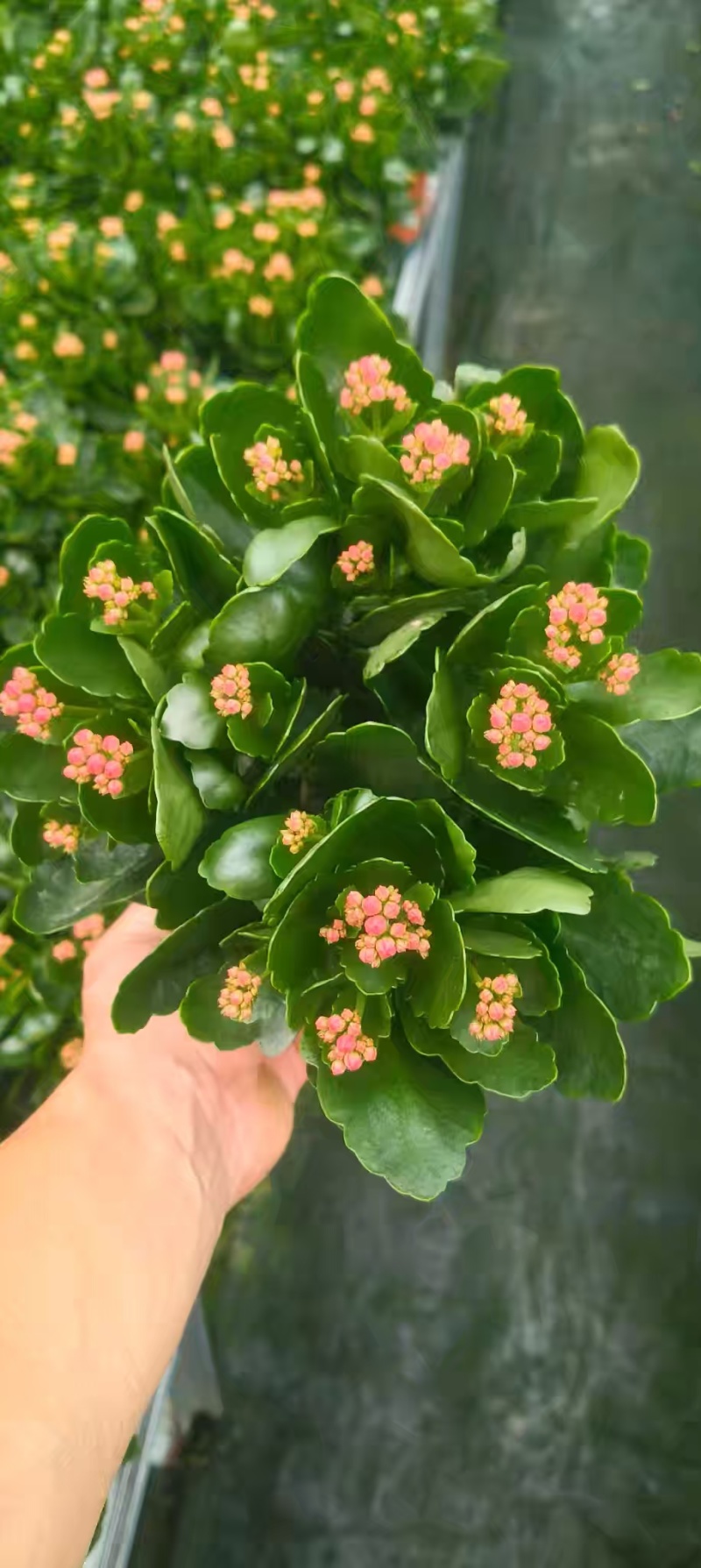 长寿花