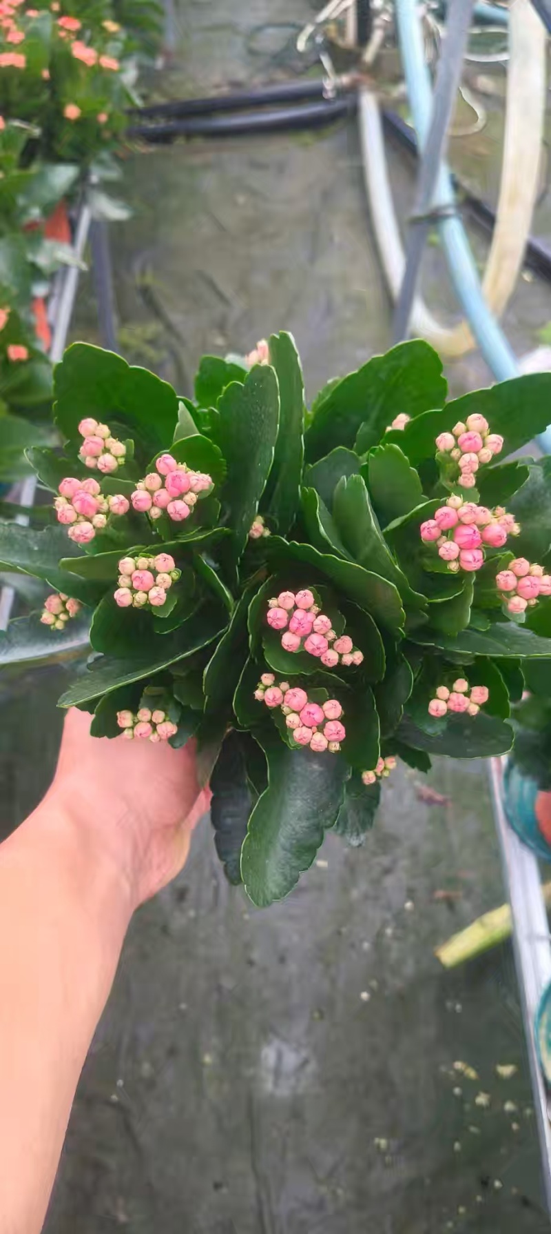 长寿花