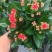 长寿花