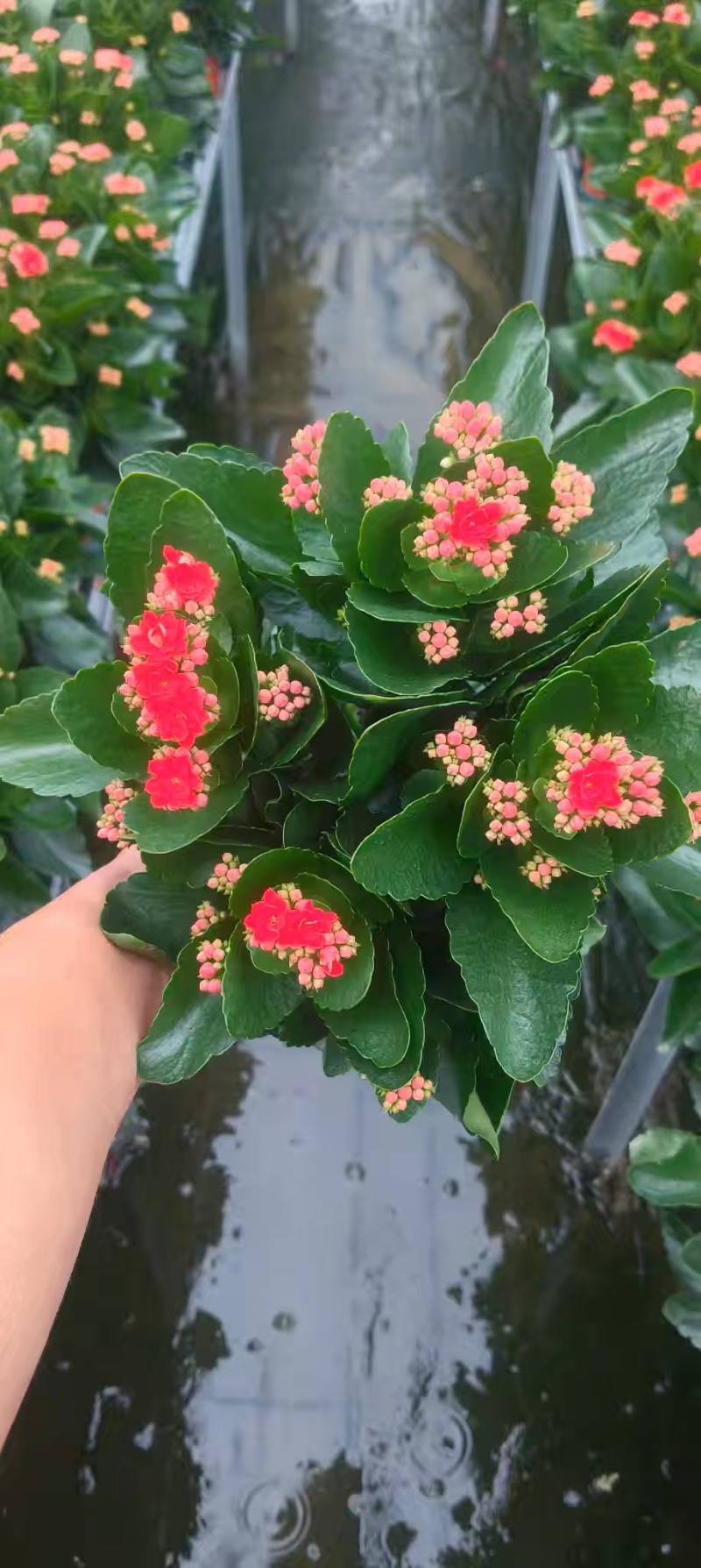 长寿花