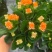 长寿花