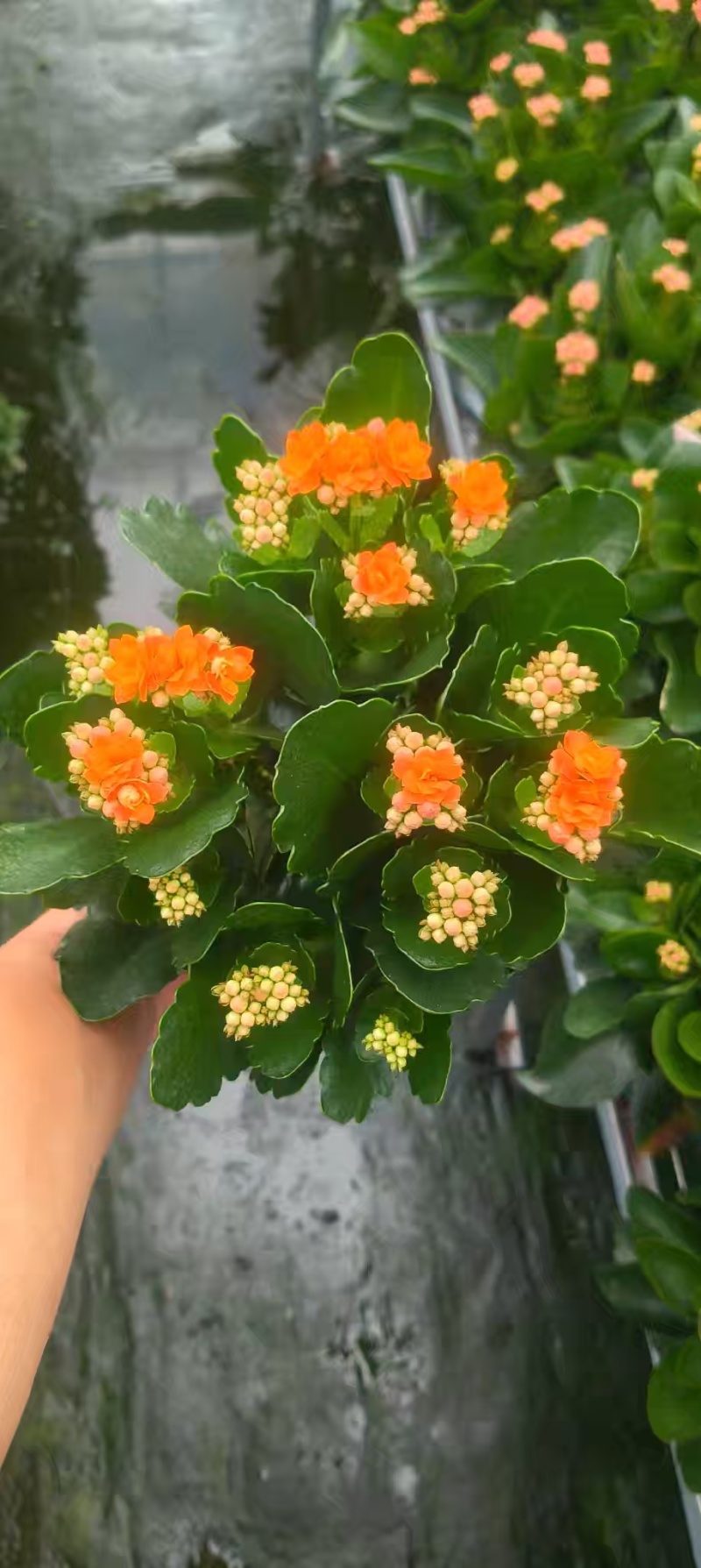 长寿花