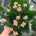 长寿花