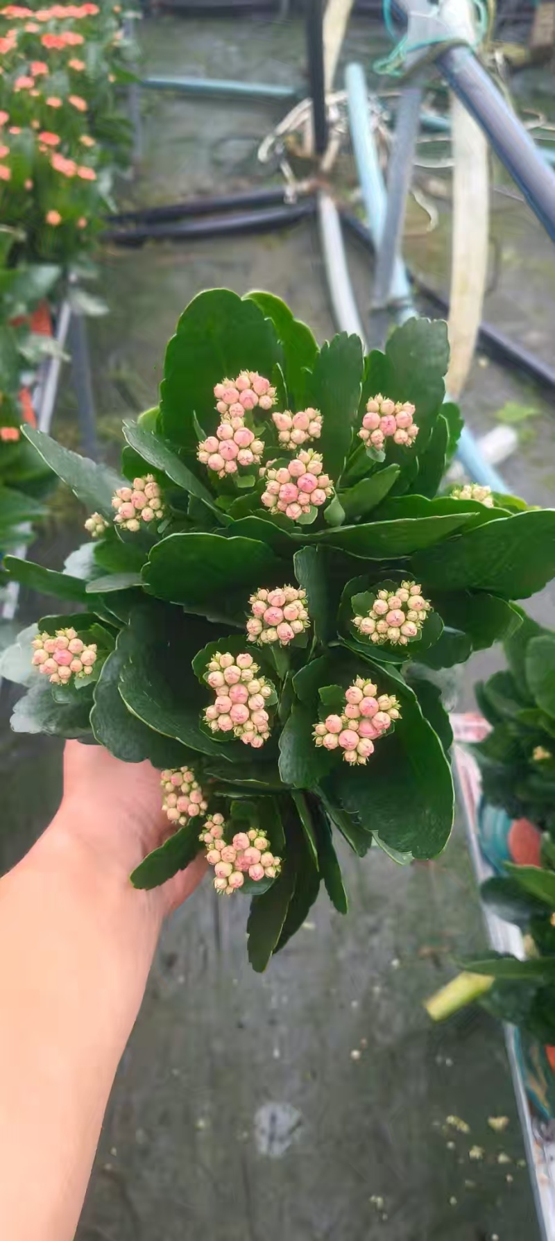 长寿花