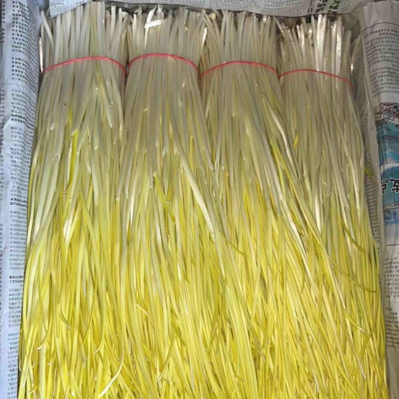 精品蒜黄