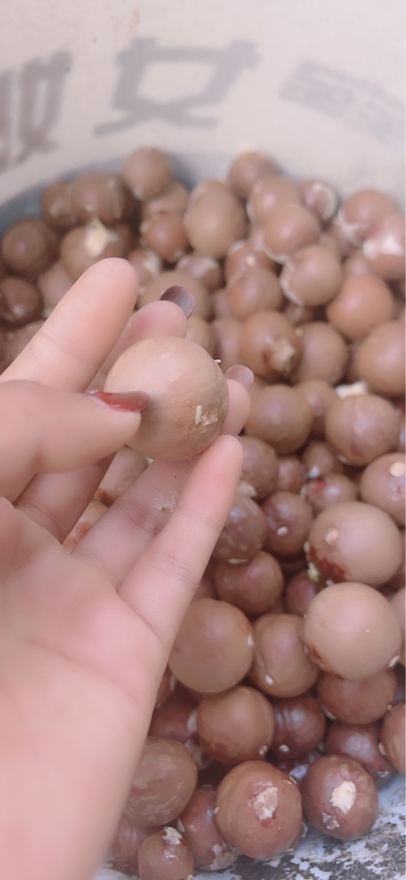 坚果大量上市！