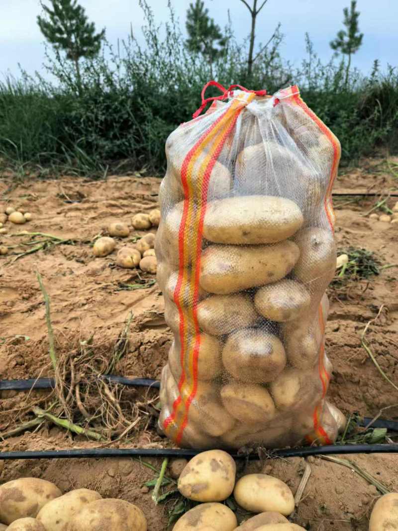 榆林土豆纯沙地精品，希森、沃土、实验需要的联系，价格美丽