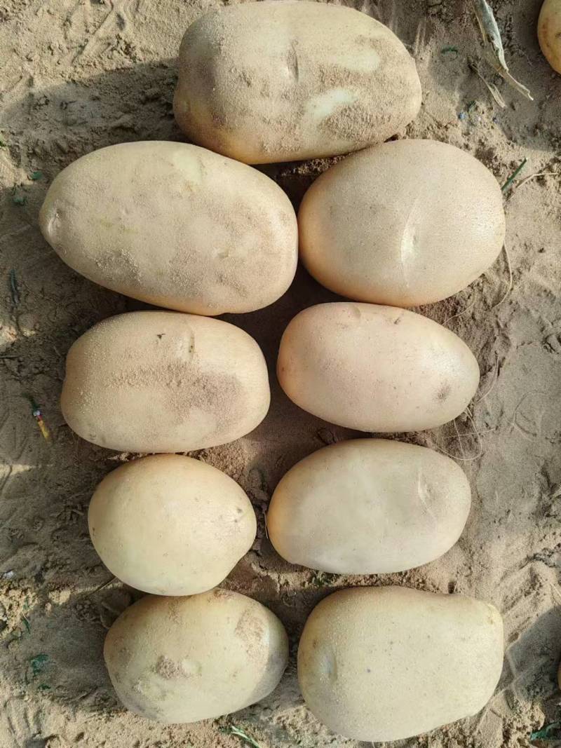 榆林土豆纯沙地精品，希森、沃土、实验需要的联系，价格美丽