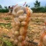 榆林土豆纯沙地精品,希森、沃土、实验需要的联系,价格美丽
