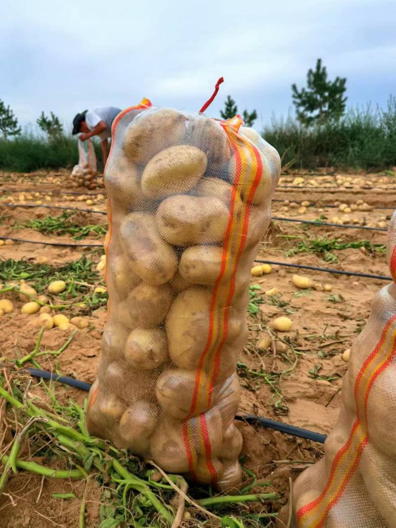 榆林土豆纯沙地精品，希森、沃土、实验需要的联系，价格美丽