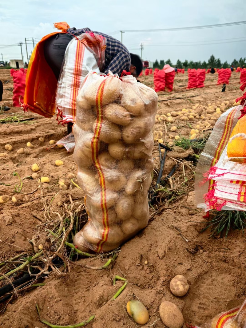 榆林土豆纯沙地精品，希森、沃土、实验需要的联系，价格美丽