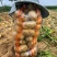 榆林土豆纯沙地精品,希森、沃土、实验需要的联系,价格美丽