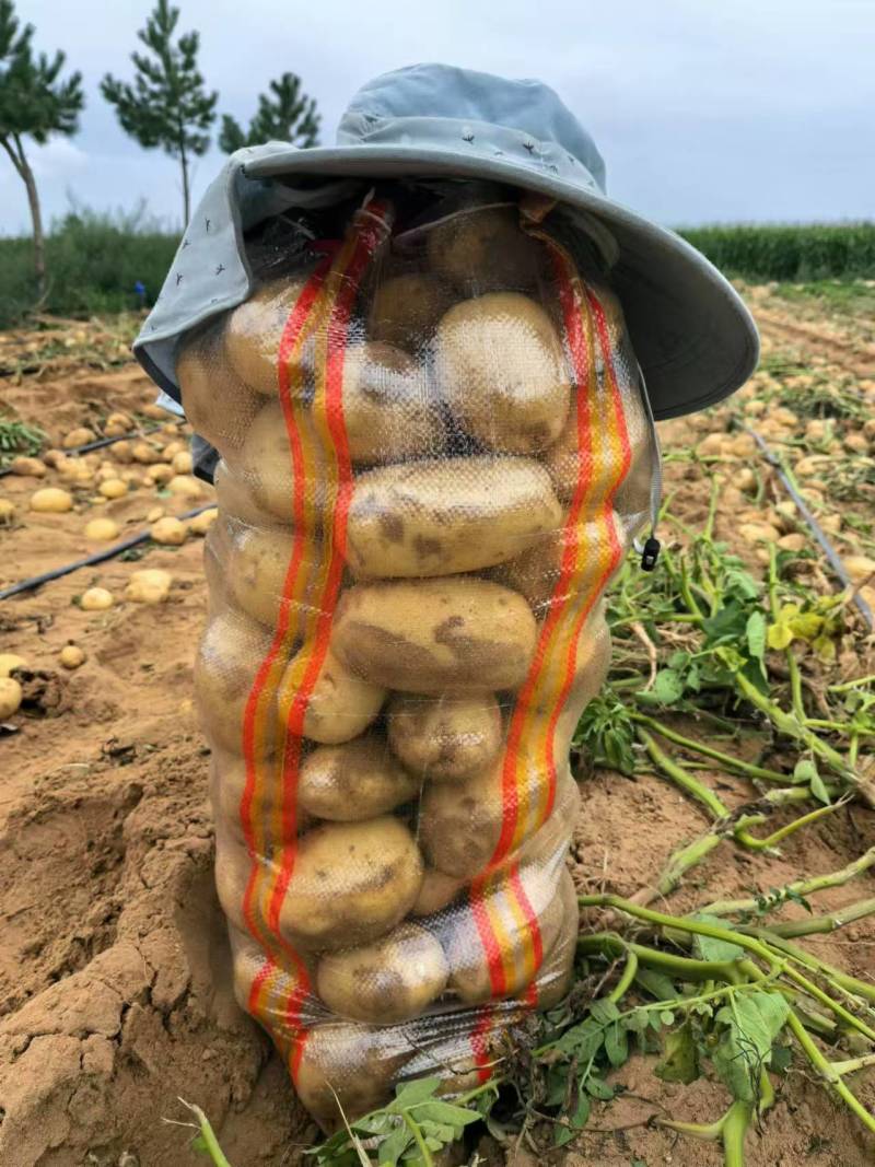 榆林土豆纯沙地精品，希森、沃土、实验需要的联系，价格美丽