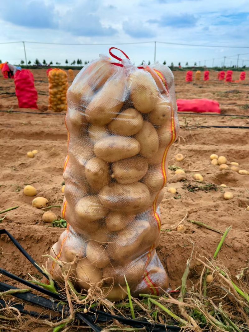 榆林土豆纯沙地精品，希森、沃土、实验需要的联系，价格美丽