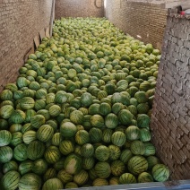 甘肃景泰县寺滩乡旱砂地籽瓜