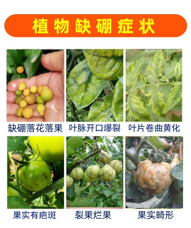 诺基尔颗粒硼硼肥促花保果果树蔬菜大田通用
