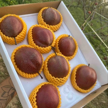 奥红香梨，大量现货供应保质保量，产地直供一手货源