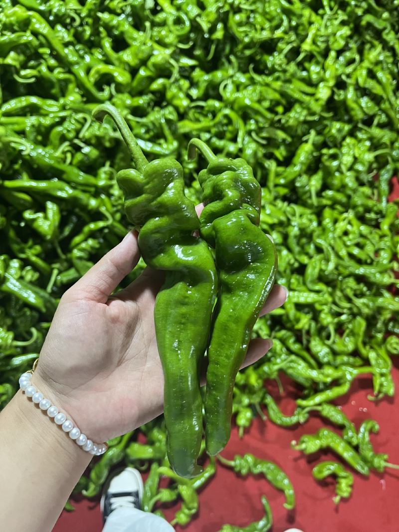 螺丝椒，青椒，产地一手货源，现摘现发，量大从优