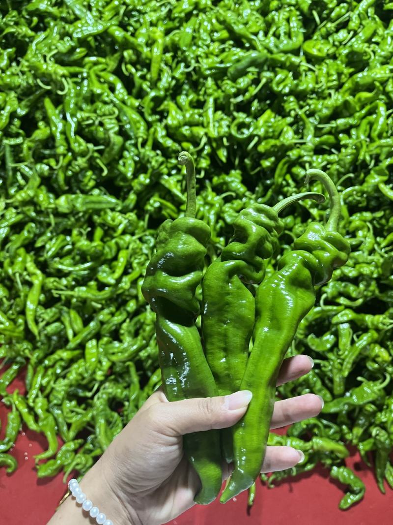 螺丝椒，青椒，产地一手货源，现摘现发，量大从优
