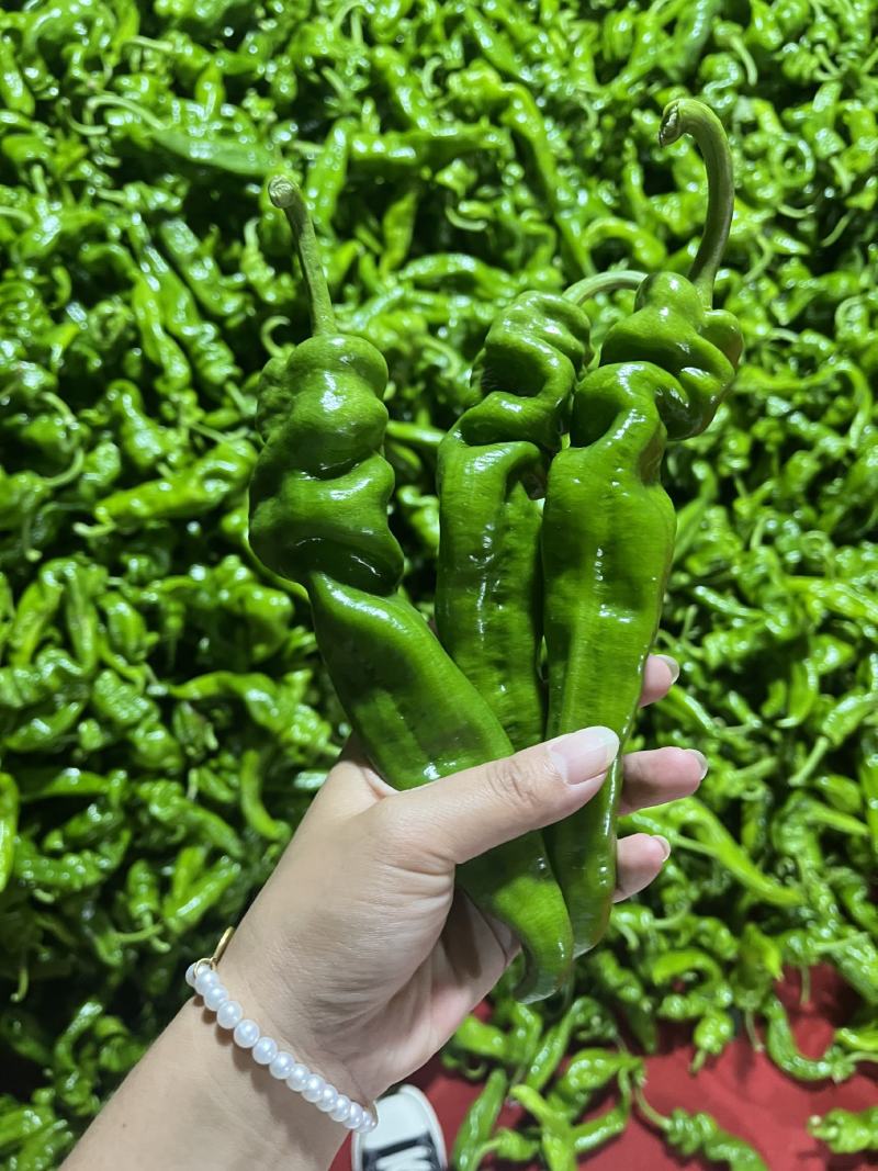 螺丝椒，青椒，产地一手货源，现摘现发，量大从优