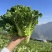 毛白菜，白菜，产地一条龙服务，量大从优，价格美丽